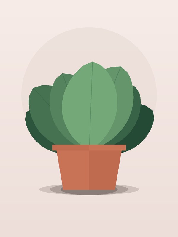 Philodendron Monstera Deliciosa