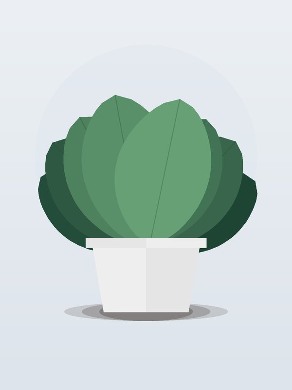 Philodendron Selloum