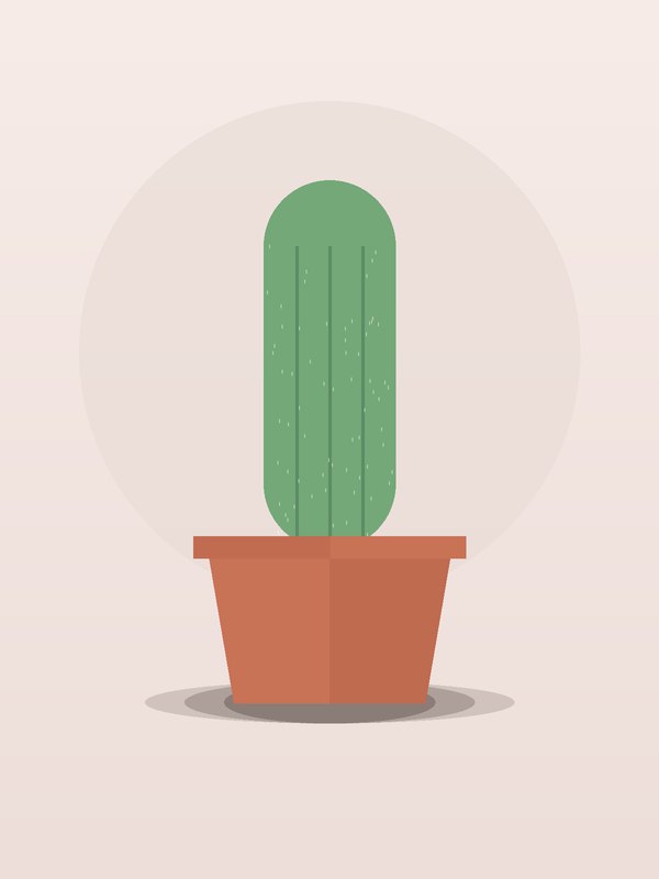 Prickly Pear Cactus Variegated