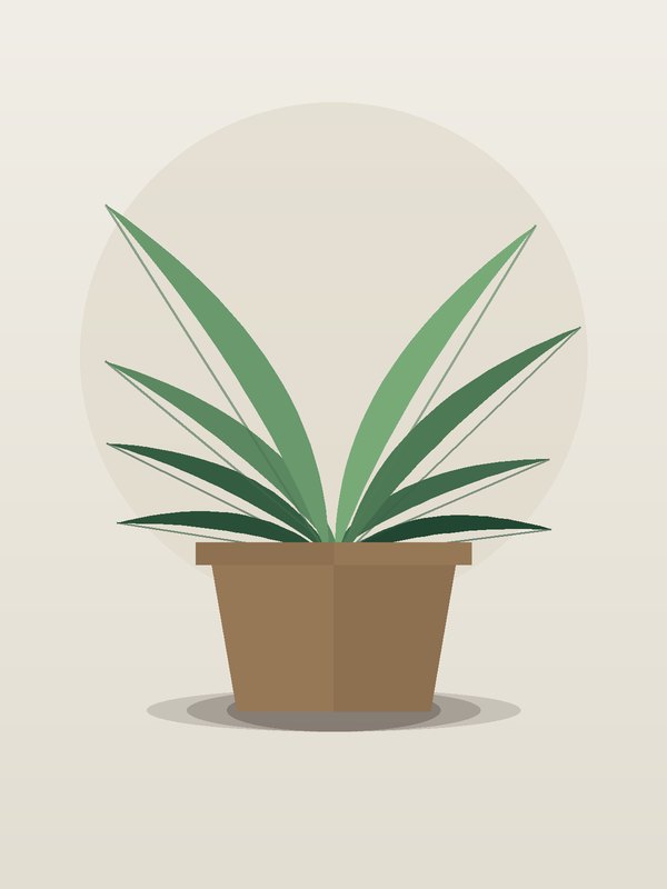Rhapis Palm