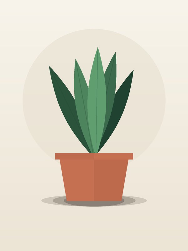 Sansevieria Superba Robusta