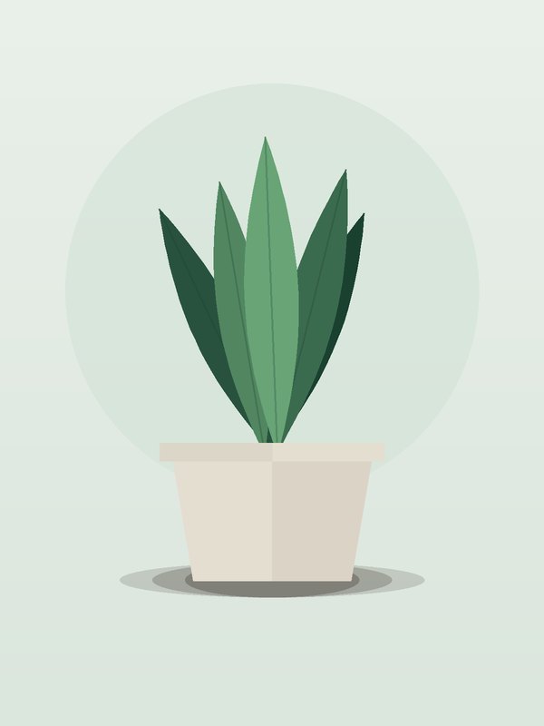 Sansevieria Wintergreen