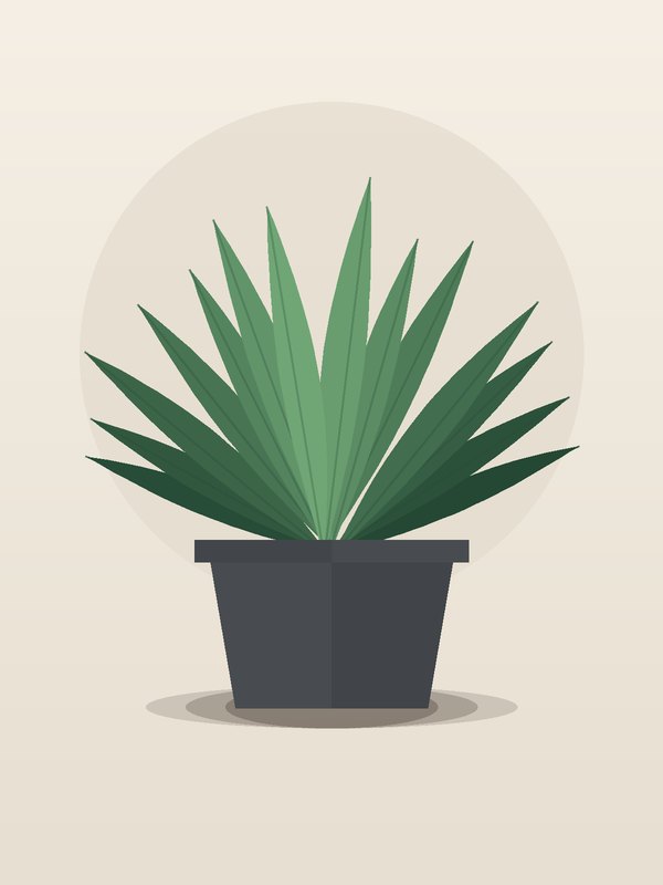 Yucca Cane 3-2-1