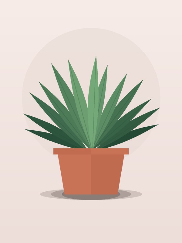 Yucca Cane 4-3-2